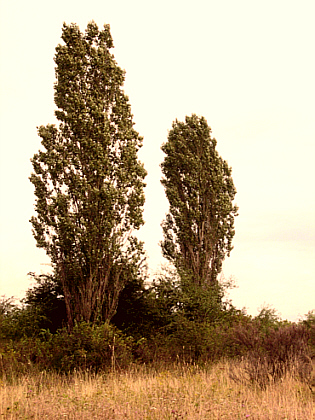 picture of two trees